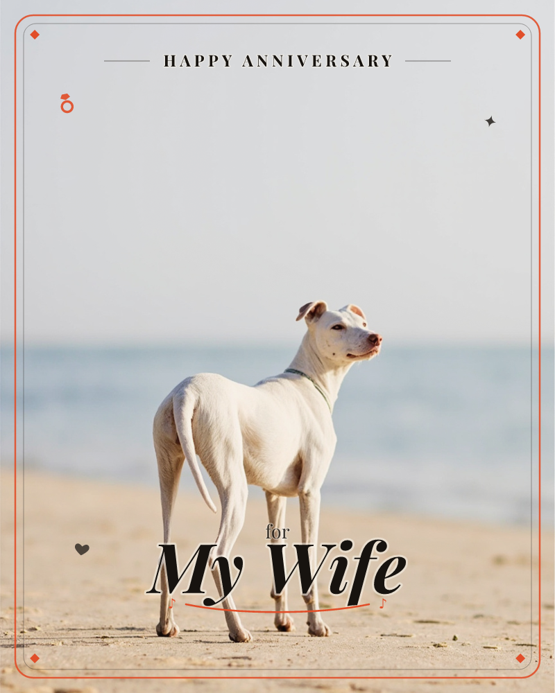 A lean white dog with faint tan markings stands alone on a sandy beach, gazing off to the side toward the sea, a anniversary e-card design