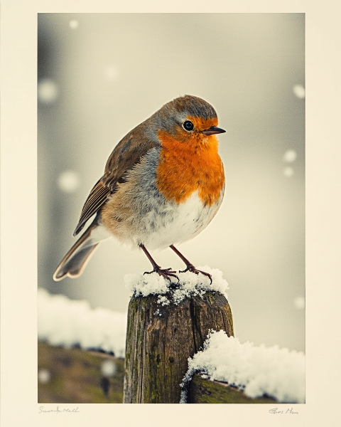 Christmas e-card design