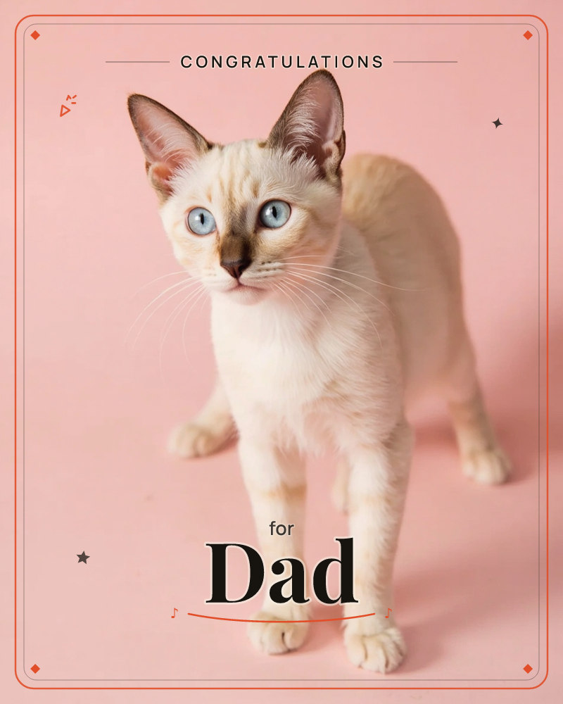 A pale cream kitten with striking blue eyes and faint tabby markings on its ears and nose stands alert against a soft pink backdrop, a congratulations e-card design