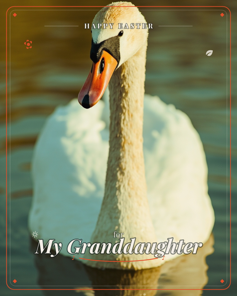 A close-up photograph of a white swan gliding on still water, its long curved neck catching warm golden-hour light, a easter e-card design