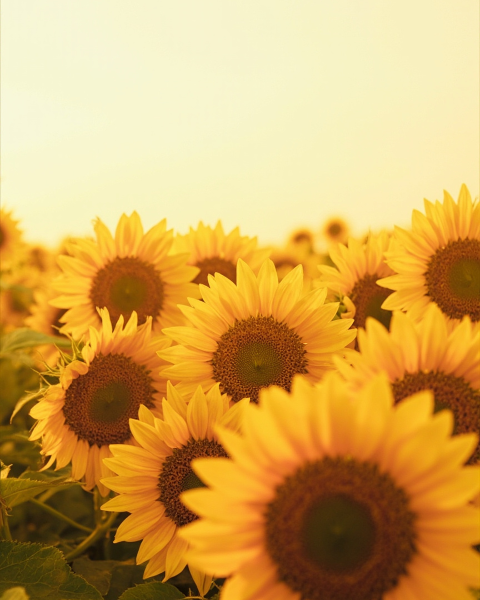 Just because e-card design