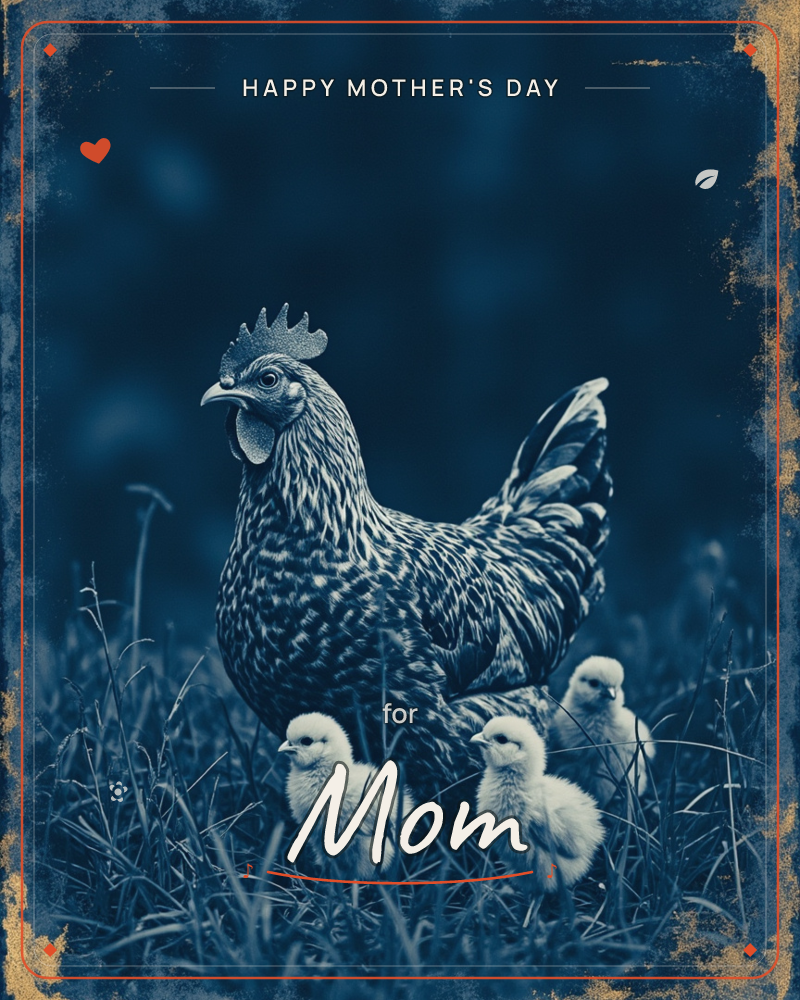 A speckled hen stands alert in tall grass, calling out while three fluffy chicks huddle close around her feet, a mothersday e-card design