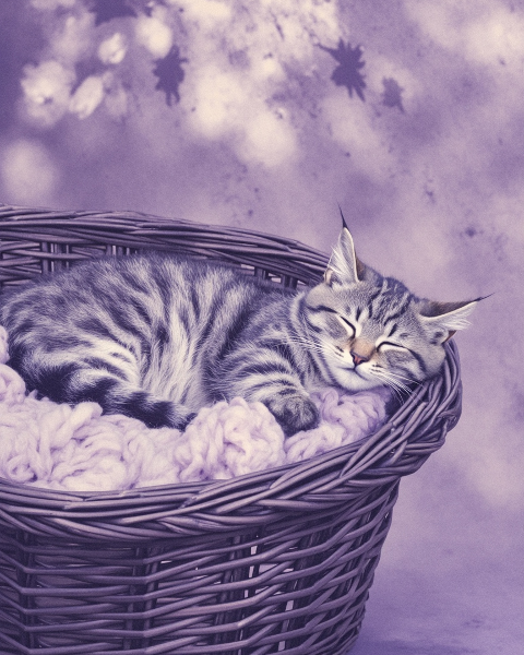 New baby e-card design