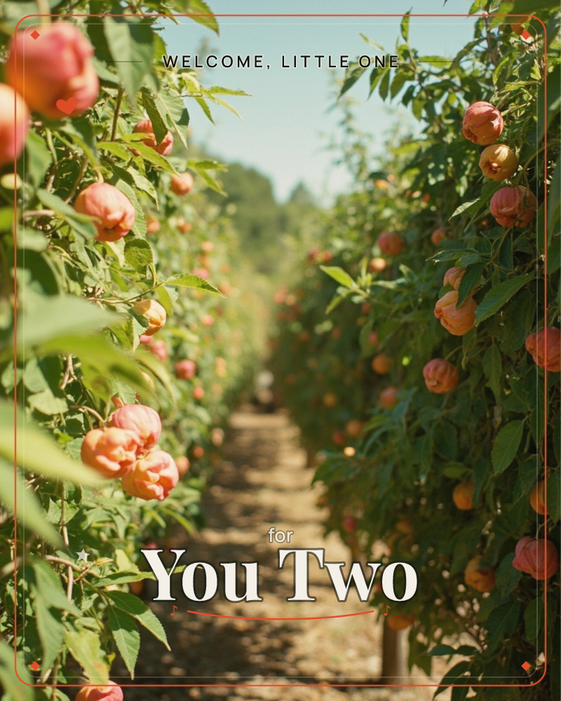 A sunlit orchard row stretches into soft focus, lined on both sides with trees heavy with ripe pink-red apples, a new baby e-card design