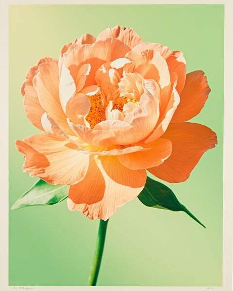 Party e-card design