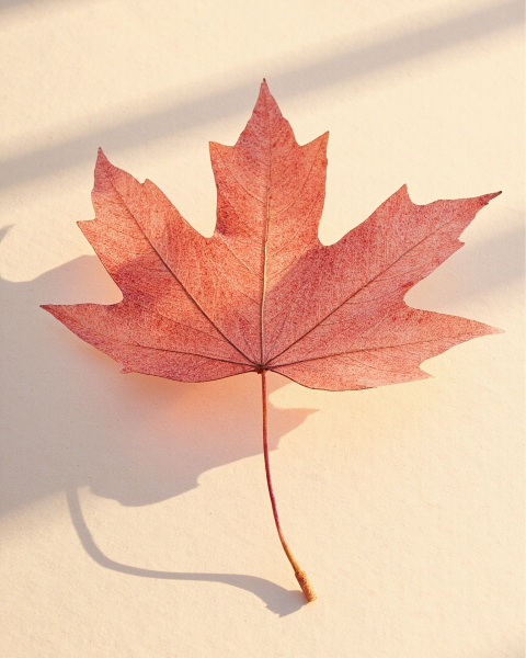 Thanksgiving e-card design