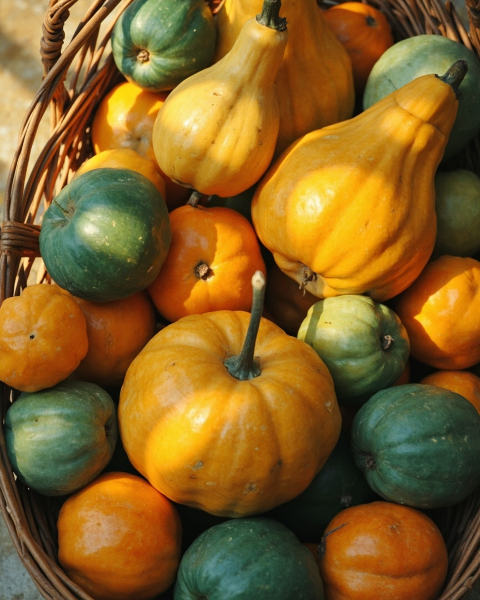 Thanksgiving e-card design