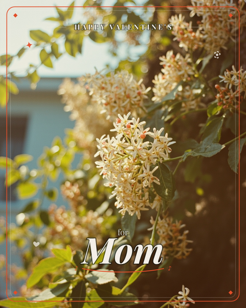 A sun-warmed photograph of clustered star-shaped white flowers with coral centres, trailing along a vine in front of a pale house wall, a valentine e-card design